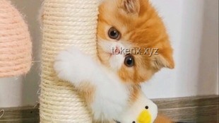 第一集：老猫猴子进村！实用生存与融入指南 🐱🐒🏠